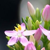 Biogärtnerei Neubauer